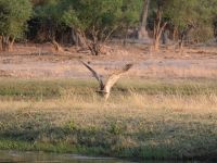 Morgendliche Pirschfahrt am Khwai - fliegende Riesentrappe