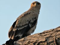 Morgendliche Pirschfahrt am Khwai - Raubadler (Tawny Eagle)