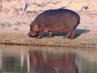 Morgendliche Pirschfahrt am Khwai - Hippo an Land