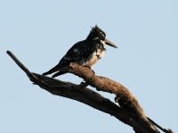 Morgendliche Pirschfahrt am Khwai - zerzauster Graufischer