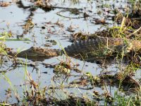 Morgendliche Pirschfahrt am Khwai - Krokodil