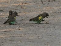 Morgendliche Pirschfahrt am Khwai - Braunkopfpapagei