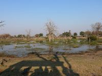 Morgendliche Pirschfahrt am Khwai - Schattenspiele