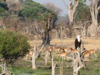 Morgendliche Pirschfahrt am Khwai - Impalas und Schreiseeadler