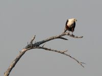 Morgendliche Pirschfahrt am Khwai - Schreiseeadler (Fish Eagle)
