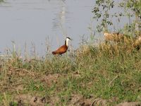 Morgendliche Pirschfahrt am Khwai - Blatthühnchen (Jacana)