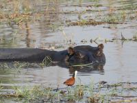 Morgendliche Pirschfahrt am Khwai