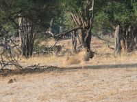 Morgendliche Pirschfahrt am Khwai - verletzter Junglöwe