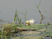 Morgendliche Pirschfahrt am Khwai - Tag-Wasserlilie