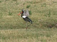 Morgendliche Pirschfahrt am Khwai - Sattelstorch