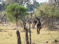 Morgendliche Pirschfahrt am Khwai - Herren Wasserbock