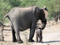 Morgendliche Pirschfahrt am Khwai - Mama Elefant mit Babyfant