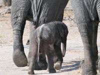 Morgendliche Pirschfahrt am Khwai