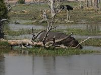 Morgendliche Pirschfahrt am Khwai