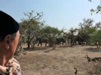 Morgendliche Pirschfahrt am Khwai - und noch mehr Elefanten haben Durst