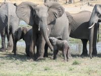 Morgendliche Pirschfahrt am Khwai - Elefantenherden