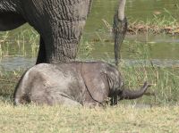 Morgendliche Pirschfahrt am Khwai - Babyfant