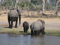 Morgendliche Pirschfahrt am Khwai 