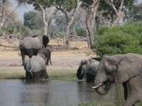 Morgendliche Pirschfahrt am Khwai - Flussüberquerung