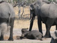 Morgendliche Pirschfahrt am Khwai - Flussüberquerung geschafft