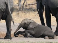 Morgendliche Pirschfahrt am Khwai - Flussüberquerung geschafft