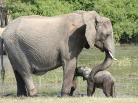 Morgendliche Pirschfahrt am Khwai - Flussüberquerung - Babyfant stärkt sich noch mal bei Mama