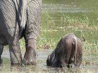 Morgendliche Pirschfahrt am Khwai - Flussüberquerung - Babyfant beim Wasser trinken