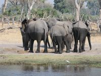 Morgendliche Pirschfahrt am Khwai - die anderen warten am anderen Ufer