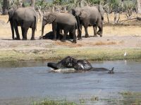 Morgendliche Pirschfahrt am Khwai - Flussüberquerung 