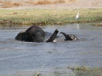 Morgendliche Pirschfahrt am Khwai - Flussüberquerung 
