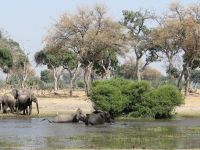 Morgendliche Pirschfahrt am Khwai - Flussüberquerung - Tante kommt zu Hilfe