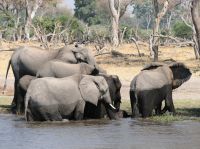 Morgendliche Pirschfahrt am Khwai - Flussüberquerung geschafft