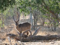 Pirschfahrt am Nachmittag - Mister Wasserbock