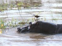 Pirschfahrt am Nachmittag - Hippo meets Jacana