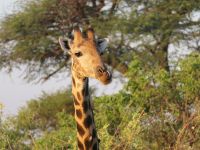 Pirschfahrt am Nachmittag - Giraffe