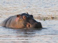 Pirschfahrt am Nachmittag - Hippo
