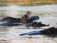 Pirschfahrt am Nachmittag - Hippo Pool