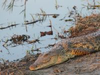 Pirschfahrt am Nachmittag - Krokodil
