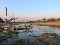 Pirschfahrt am Nachmittag - Khwai