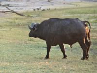 Pirschfahrt am Nachmittag - Büffel