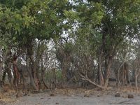 Pirschfahrt am Nachmittag - Seht Ihr die Löwen im Gebüsch...