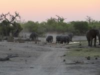 Elefanten pünktlich zum Sundowner am Khwai