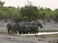 Elefanten pünktlich zum Sundowner