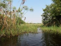 Mokoro Tour im westlichen Delta