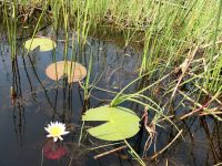 Flora im westlichen Delta