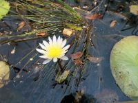 Mokoro Tour im westlichen Delta