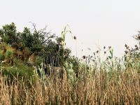 Mokoro Tour im westlichen Delta - Elefant im Riedgras