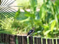 Zaungast in der Nguma Island Lodge - Flammenkopf-Bartvogel