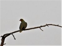 Bootstour im westlichen Delta - grüne Fruchttaube