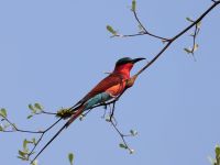 Bwabwata Nationalpark am Kwando - Scharlachspint (Karminspint), Gattung der Bienenfresser